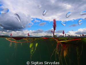 Cloudy day by Sigitas Sirvydas 